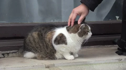 Larry The Downing Street Cat Gently Stroked by a Press Photographer Stock Footage 336557565