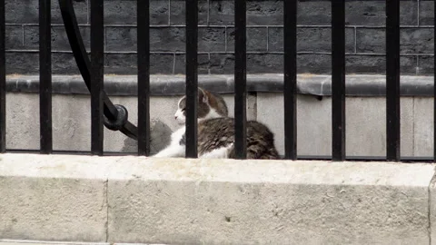 Larry The Downing Street Cat Gets Up And Stretches His Legs Vidéo 333724382