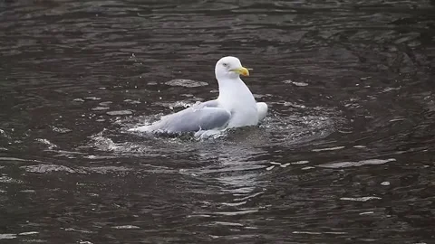 Larus cachinnans Seagull bathing in water in slow motion Stock Footage 291083136
