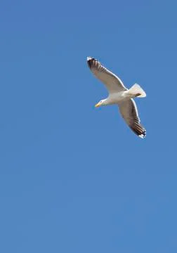Larus canus seagul.gn Stock Photos