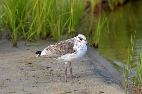 Larus fuscus Stock Photos