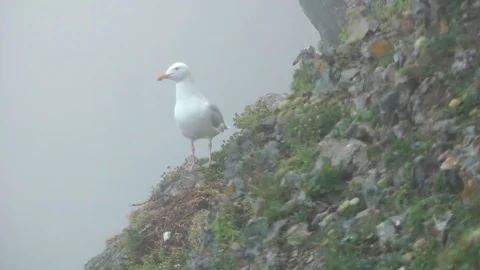Larus hyperboreus fog 库存影片 75304877