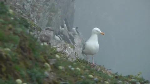 Larus hyperboreus 库存影片 75280277