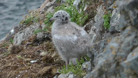 Larus hyperboreus nestling 库存影片 75344834