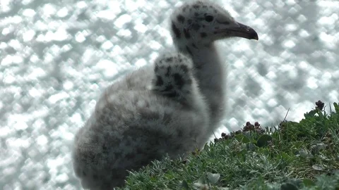 Larus hyperboreus two nestling 库存影片 75285120