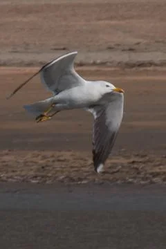 Larus marinus in flight. Stock Photos