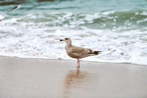 Larus michahellis, yellow-legged gull walking on sandy beach Stock Photos