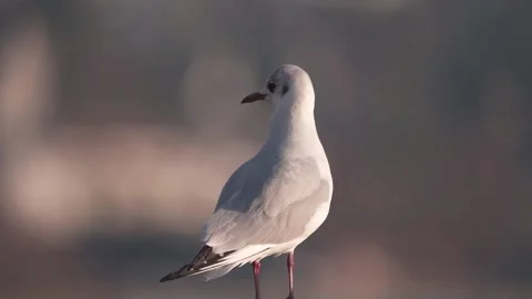 Larus Ridibundus -  Common Black-Headed Gull Zuerich Lake Video stock 167163566
