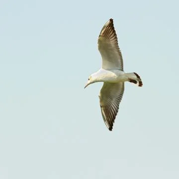 Larus ridibundus Stock Photos