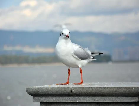 A Larus ridibundus standing on the platform Stock Photos