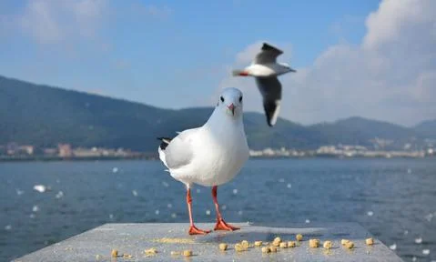 A Larus ridibundus standing on the platform Stock Photos