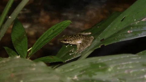 Larut Cascade frog, Malaysia. 스톡 동영상 70789501