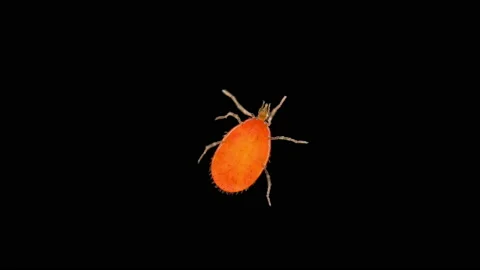 Larva of acari (mite) Leptus sp under a microscope, family Erythraeidae Stock Footage 158527620