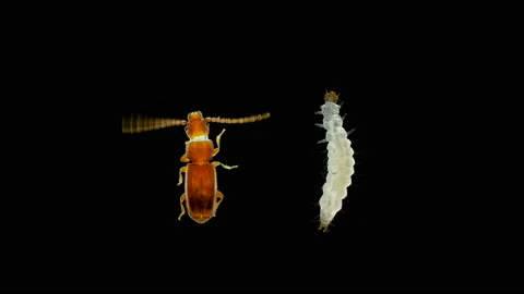 Larva and beetle pest Cryptolestes sp. under the microscope, family Stock Footage 145752017