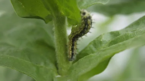 Larva is in archaeological reserve Stock Footage 133136536