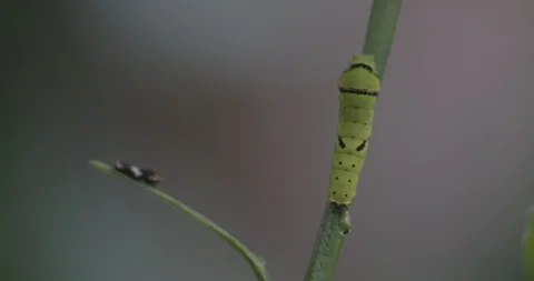 Larva of Attacus atlas Stock Footage 116482744