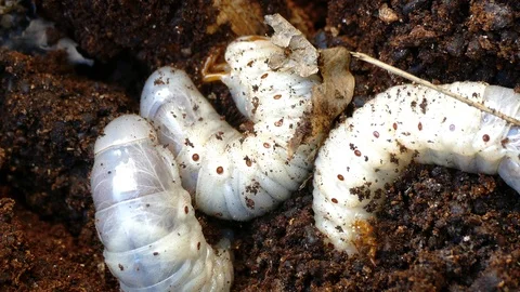 The larva of the bark beetle is removed from the tree Video stock 88143137