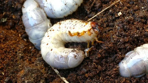 The larva of the bark beetle is removed from the tree Video stock 88143192