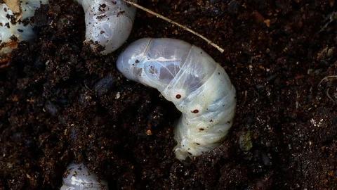 The larva of the bark beetle is removed from the tree Video stock 88143221