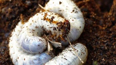 The larva of the bark beetle is removed from the tree Video stock 88143257