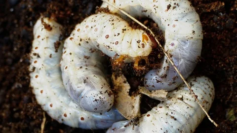 The larva of the bark beetle is removed from the tree Video stock 88143264
