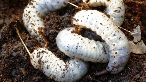 The larva of the bark beetle is removed from the tree Video stock 88143339