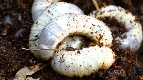 The larva of the bark beetle is removed from the tree Video stock 88143532