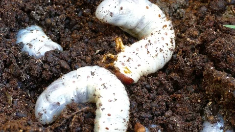 The larva of the bark beetle is removed from the tree Video stock 88143623