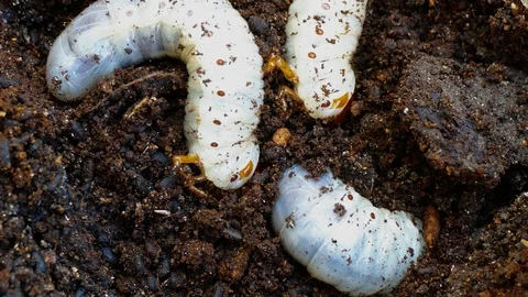 The larva of the bark beetle is removed from the tree Video stock 88143650