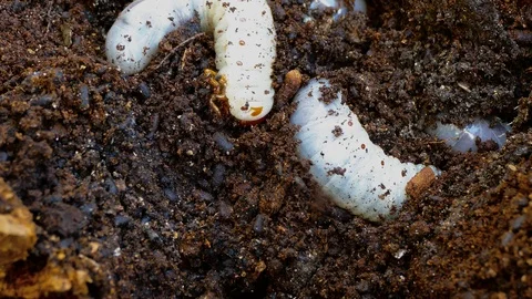 The larva of the bark beetle is removed from the tree Video stock 88143670