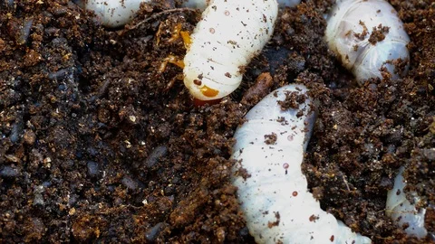 The larva of the bark beetle is removed from the tree Video stock 88143711