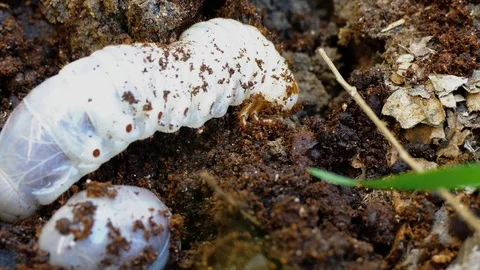 The larva of the bark beetle is removed from the tree 스톡 동영상 88143852