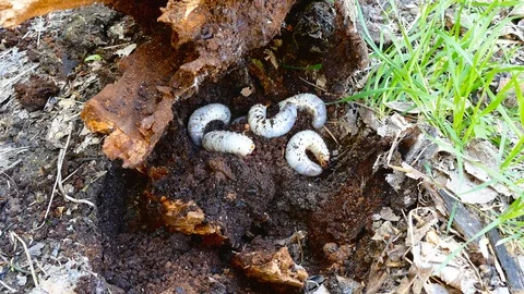 The larva of the bark beetle is removed from the tree Video stock 88144025