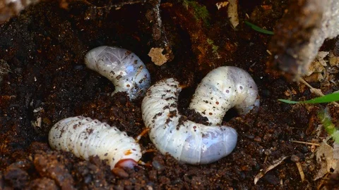 The larva of the bark beetle is removed from the tree Video stock 88144032