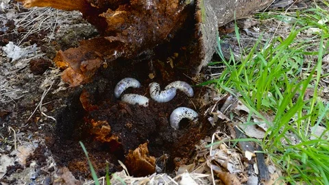 The larva of the bark beetle is removed from the tree Stock-Footage 88144048