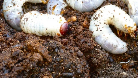 The larva of the bark beetle is removed from the tree Video stock 88144156