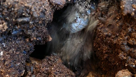 The larva of the bark beetle is removed from the tree Video stock 88144524