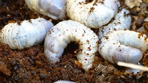 The larva of the bark beetle is removed from the tree Video stock 88144537