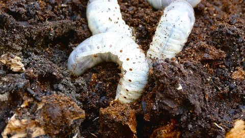 The larva of the bark beetle is removed from the tree Video stock 88144552