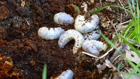 The larva of the bark beetle is removed from the tree Video stock 88144606