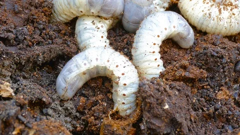 The larva of the bark beetle is removed from the tree Video stock 88144612