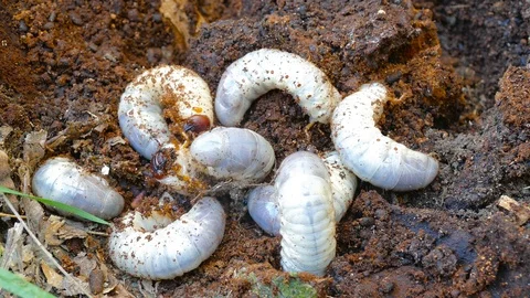 The larva of the bark beetle is removed from the tree Video stock 88144620