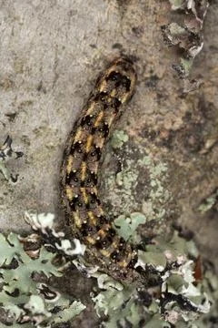 Larva on bark Stock Photos