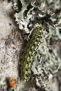 Larva on bark Stock Photos