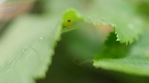 Larva on Beaked hazelnut leaf shift focus Video stock 114140742