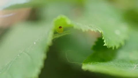 Larva on Beaked hazelnut leaf shift focus Stock-Footage 114140761