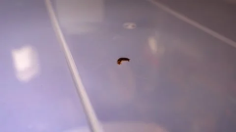 Larva of beetle Dermestes lardarius on a plastic board Stock Footage 297782942