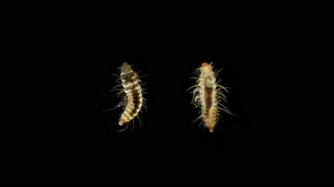 Larva of beetle Dermestes lardarius under a microscope, of family Dermestidae. Stock Footage 154705348