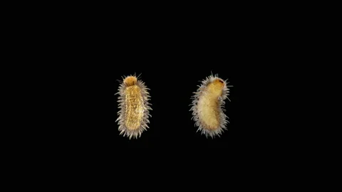 Larva of beetle Thylodrias contractus (Odd Beetle) under a microscope Stock Footage 158112349