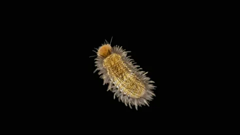 Larva of beetle Thylodrias contractus (Odd Beetle) under a microscope Stock Footage 158137522